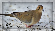 22nd Dec 2010 - Mourning Dove