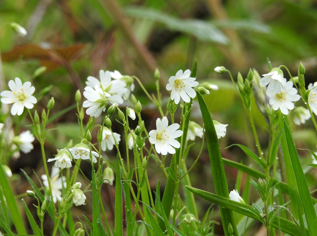 Greater Stitchwort by roachling
