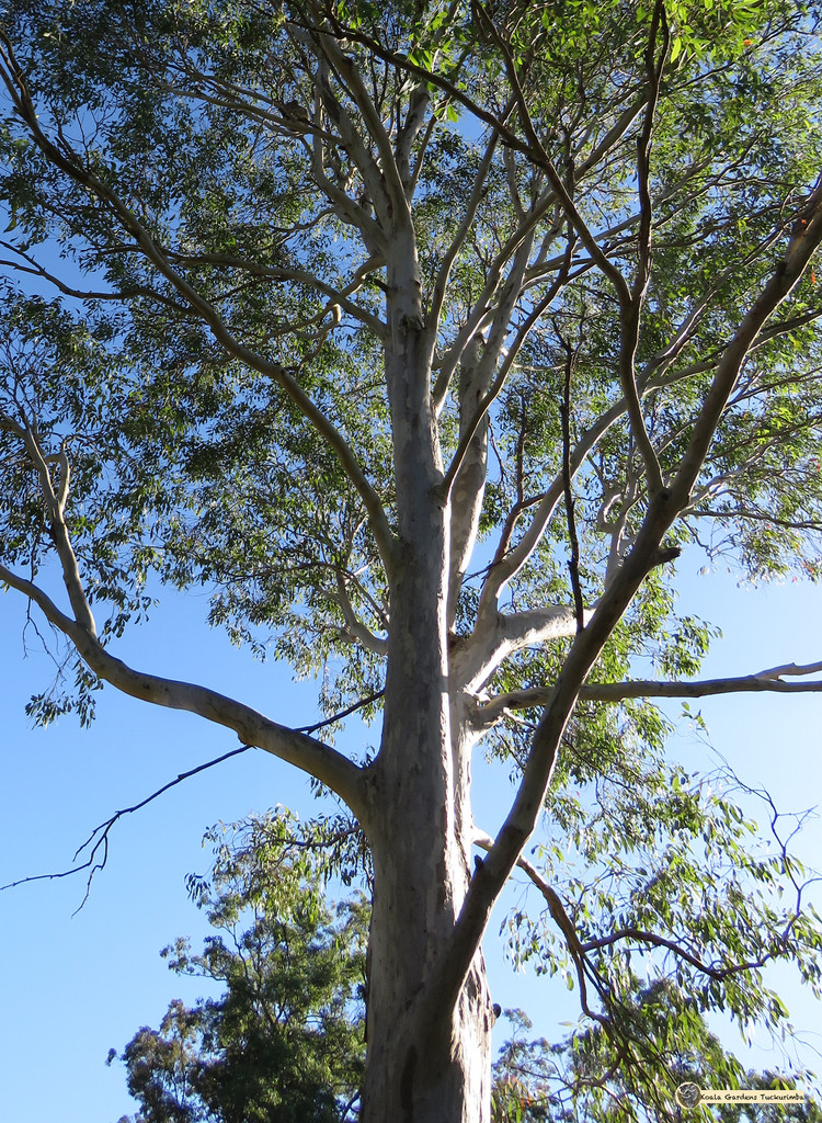 sleeping beauty perspective by koalagardens