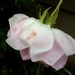 Raindrops on roses 1 by alia_801