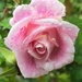 Raindrops on roses 2  by alia_801