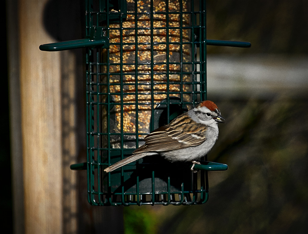 Chipping Sparrow  by gardencat