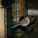 Chipping Sparrow  by gardencat