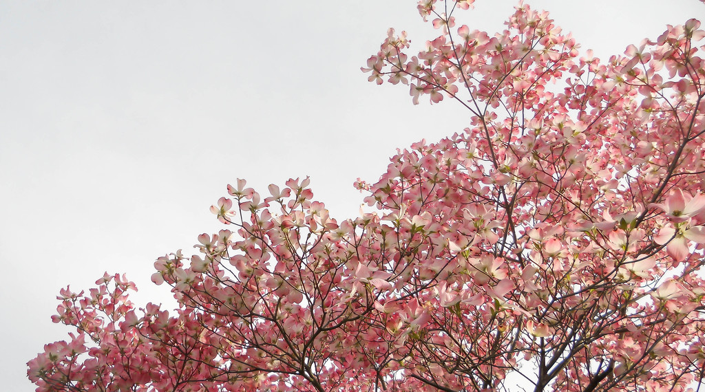 Pink dogwood tree by mittens