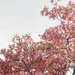 Pink dogwood tree by mittens