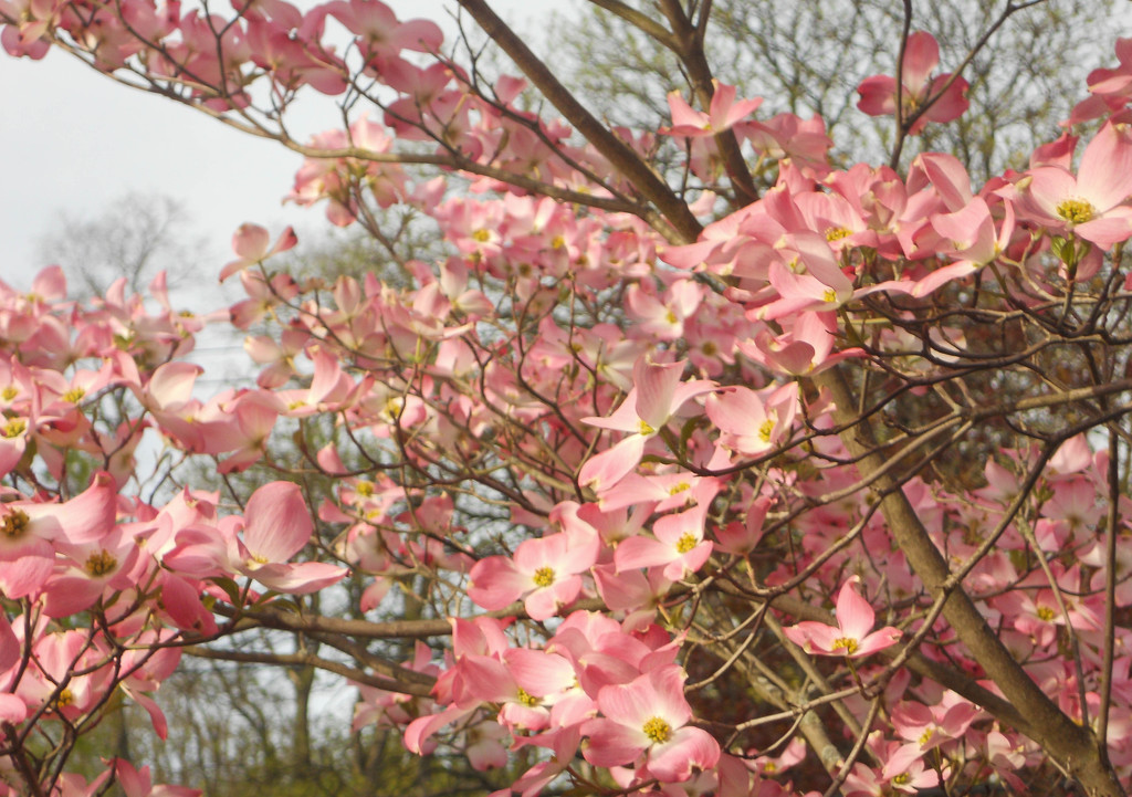 Dogwood tree blossoms by mittens
