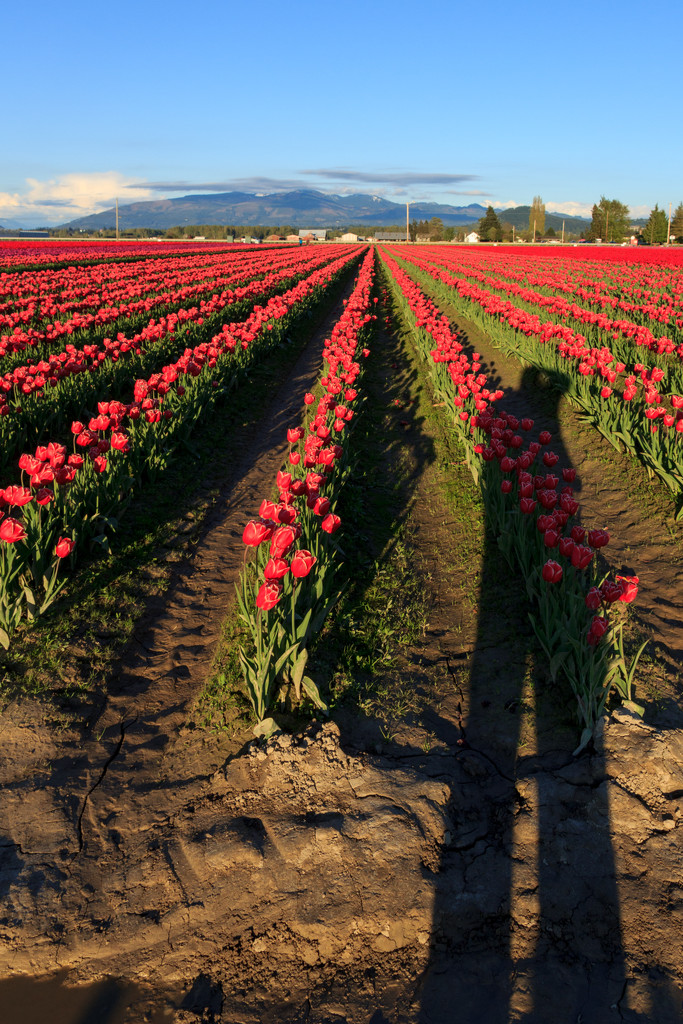 Selfie in the tulip fields by clay88