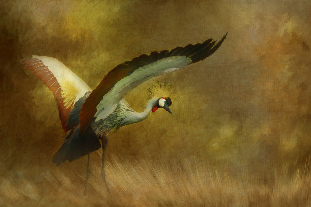East African Crown Crane with Textures by jgpittenger