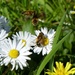  Daisies and European Hoverflies   by susiemc