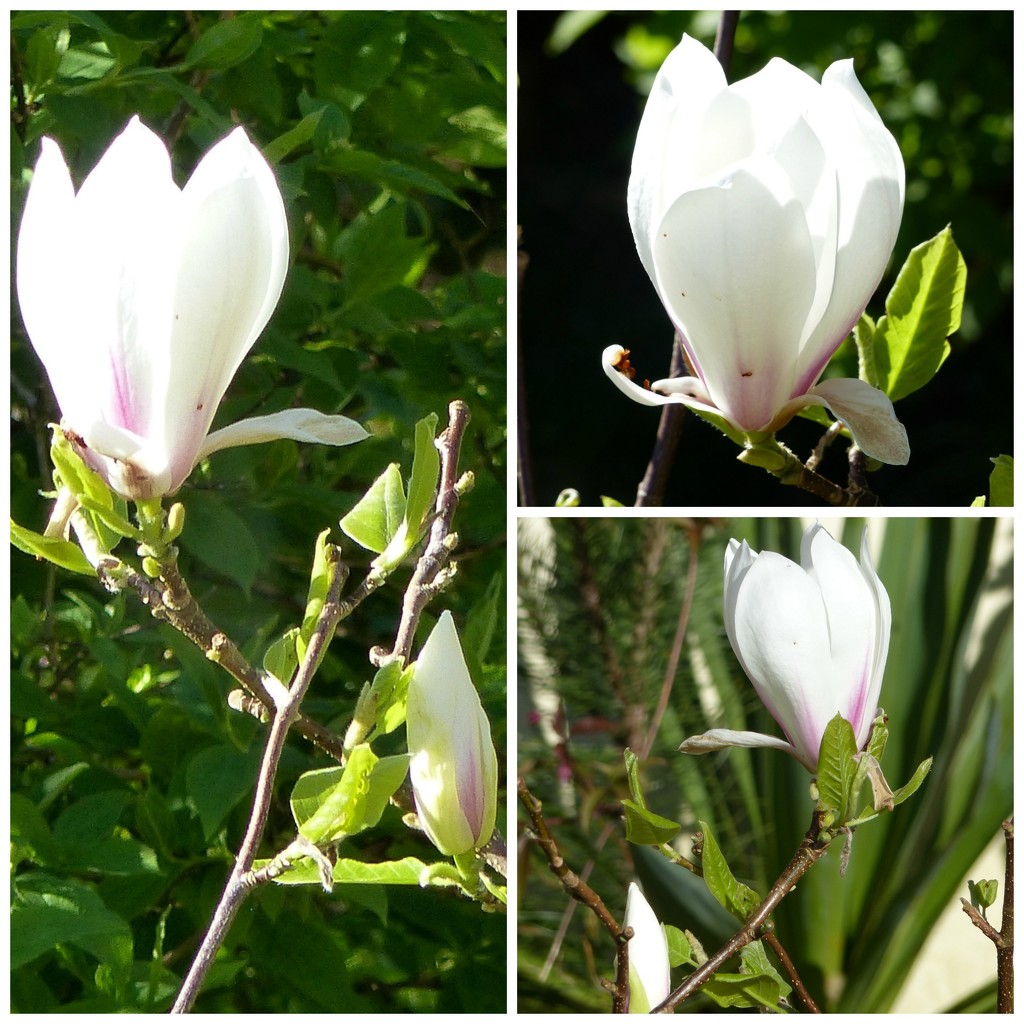 My Magnolia Tree by susiemc