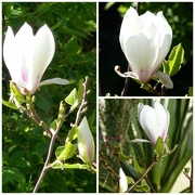 23rd Apr 2017 - My Magnolia Tree