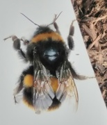 24th Apr 2017 - Bumble Bee