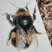 Bumble Bee by jmdspeedy