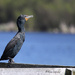 Magnificent Cormorant by kimmer50