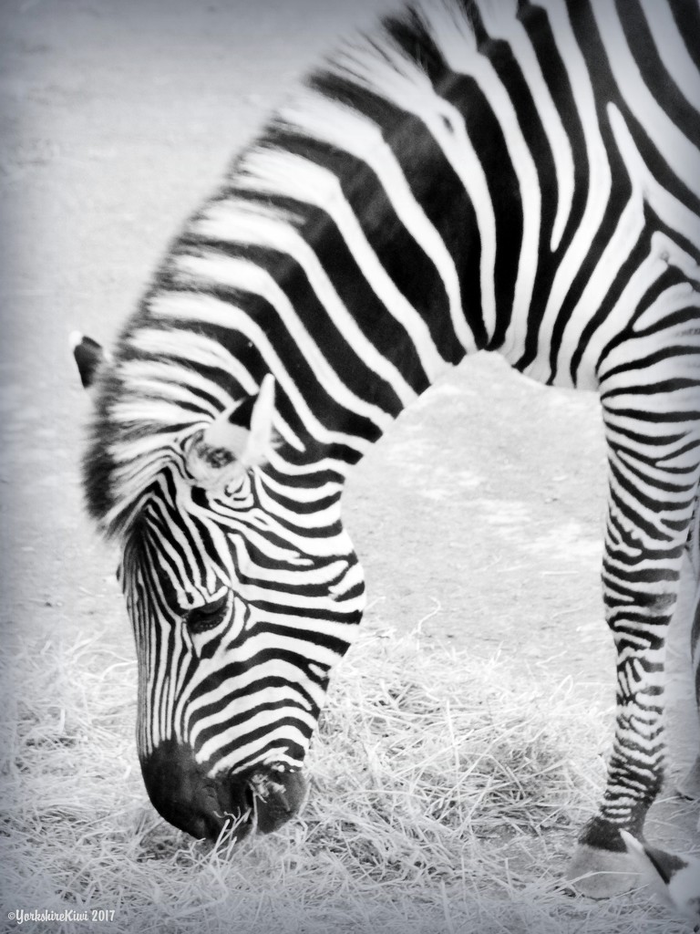 Zebra by yorkshirekiwi