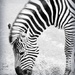 Zebra by yorkshirekiwi