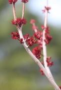 23rd Apr 2017 - Red Maple Tree Blossoms