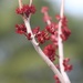 Red Maple Tree Blossoms by paintdipper