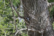 21st Apr 2017 - bird watching...