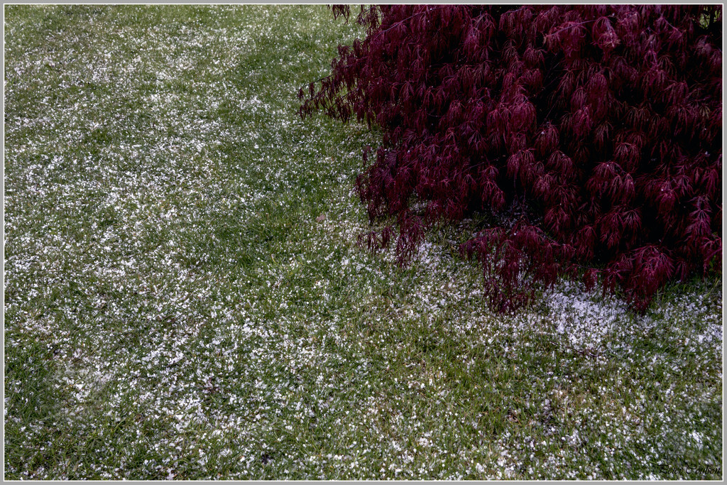 Hailstones by pcoulson