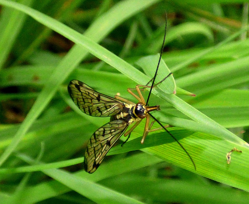 Scorpion Fly - Panorpa communis by julienne1