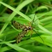 Scorpion Fly - Panorpa communis by julienne1