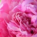My Neighbor's Pink Peonies by daisymiller