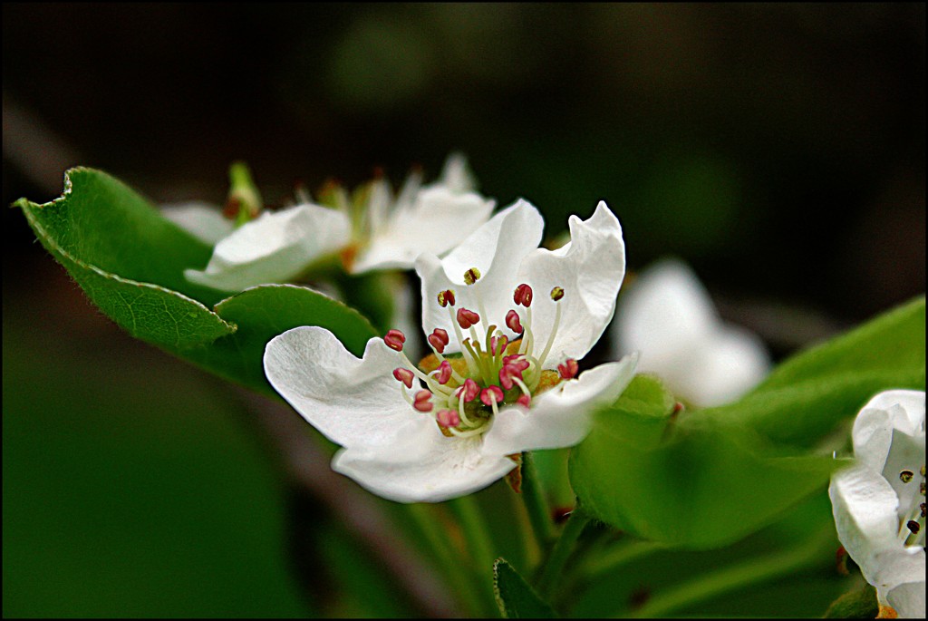 Apple Tree Blossom by olivetreeann