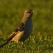 Mockingbird by kareenking