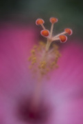 25th Apr 2017 - Stamen of Hibiscus Flower