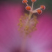 Stamen of Hibiscus Flower by pdulis