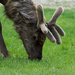 Elk in Velvet by 365karly1