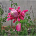 Pink Salvia by kerenmcsweeney