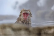 15th Feb 2017 - Snow Monkey in the Hot Springs