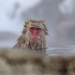 Snow Monkey in the Hot Springs by jyokota
