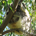 most saw what I saw by koalagardens