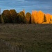 Golden Poplars by pusspup