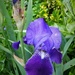 Blue Iris  by beryl