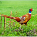 Cock Pheasant by carolmw