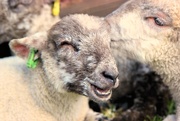19th Apr 2017 - Spring Lambs