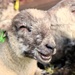 Spring Lambs by cookingkaren