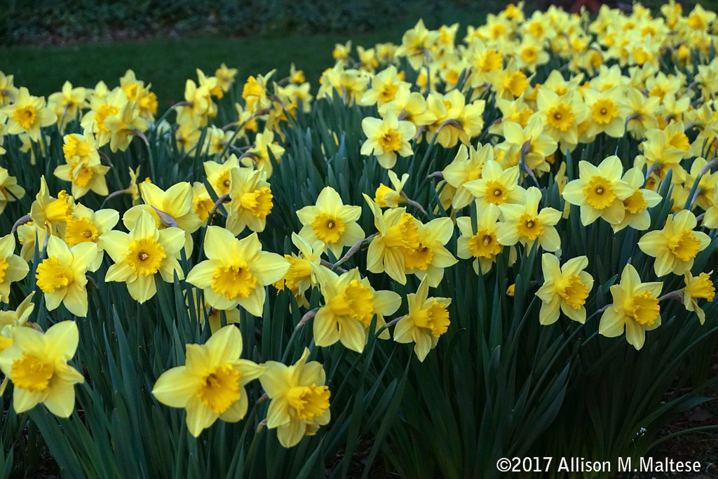 Daffodils by falcon11