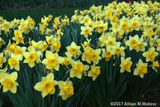 17th Apr 2017 - Daffodils
