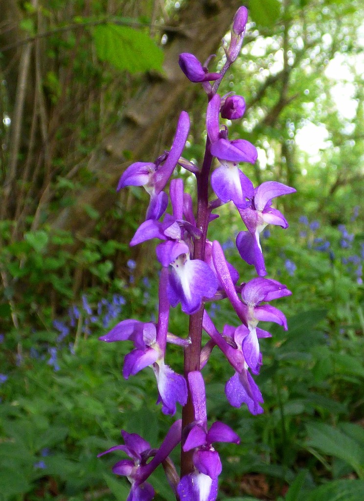 Early Purple Orchid - Orchis mascula by julienne1