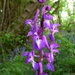 Early Purple Orchid - Orchis mascula by julienne1
