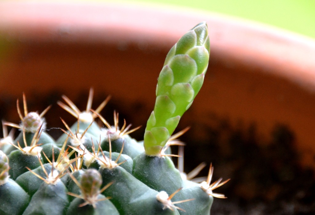 Cactus Bud by arkensiel