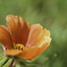 Moss Rose by evalieutionspics