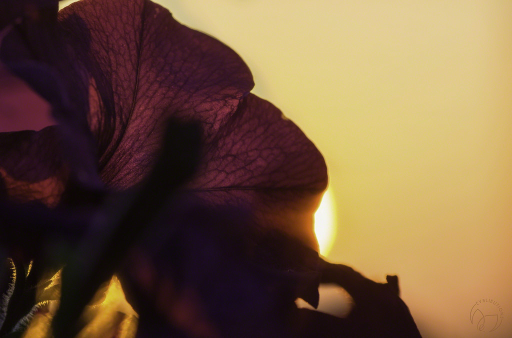 Petunia Sunset by evalieutionspics