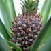 “Ananas comosus” by rhoing