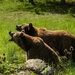 Bear Buddies  by jgpittenger